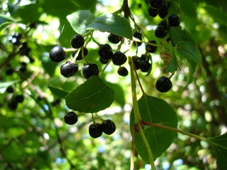 Overview of Maqui Berry