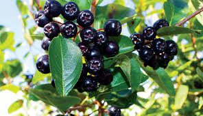 What role do maqui berries play in managing diabetes?