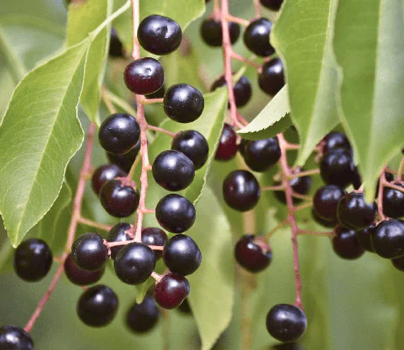 How do maqui berries benefit skin health?