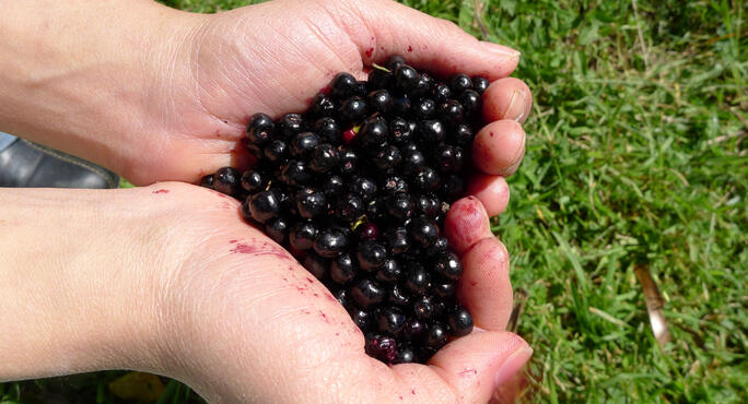 Are there any clinical studies supporting the skin benefits of maqui berries?